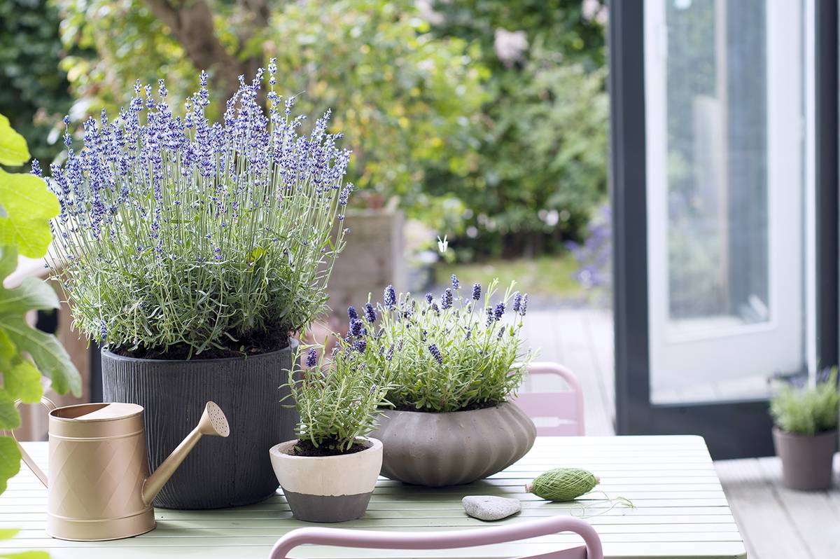Lavendel