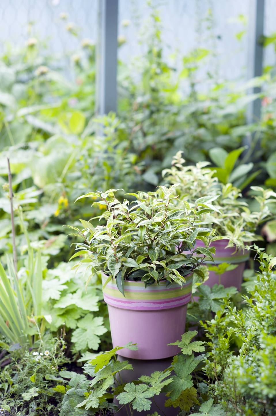 Leucothoe - Mooiwatplantendoen.nl - b3ccfb28-710e-41bb-9a61-29fe884c6851