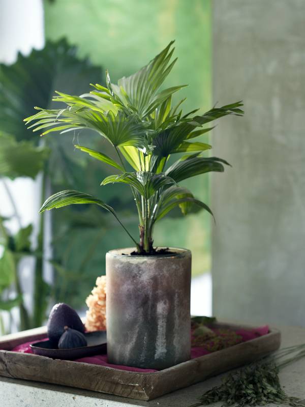 Livingstonpalme – Pflanzenfreude.de - f6e701d0-dfd7-4168-93a7-3981afaf37d5