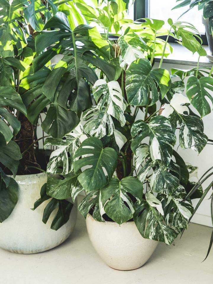 Monstera
