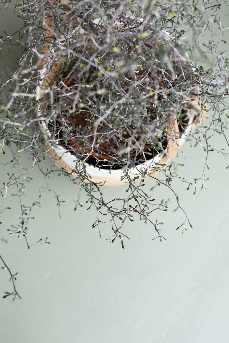 ZigZag Plant