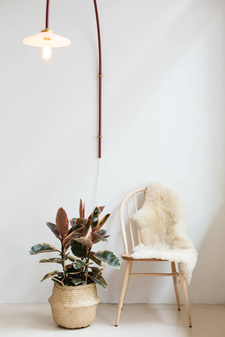 Ficus