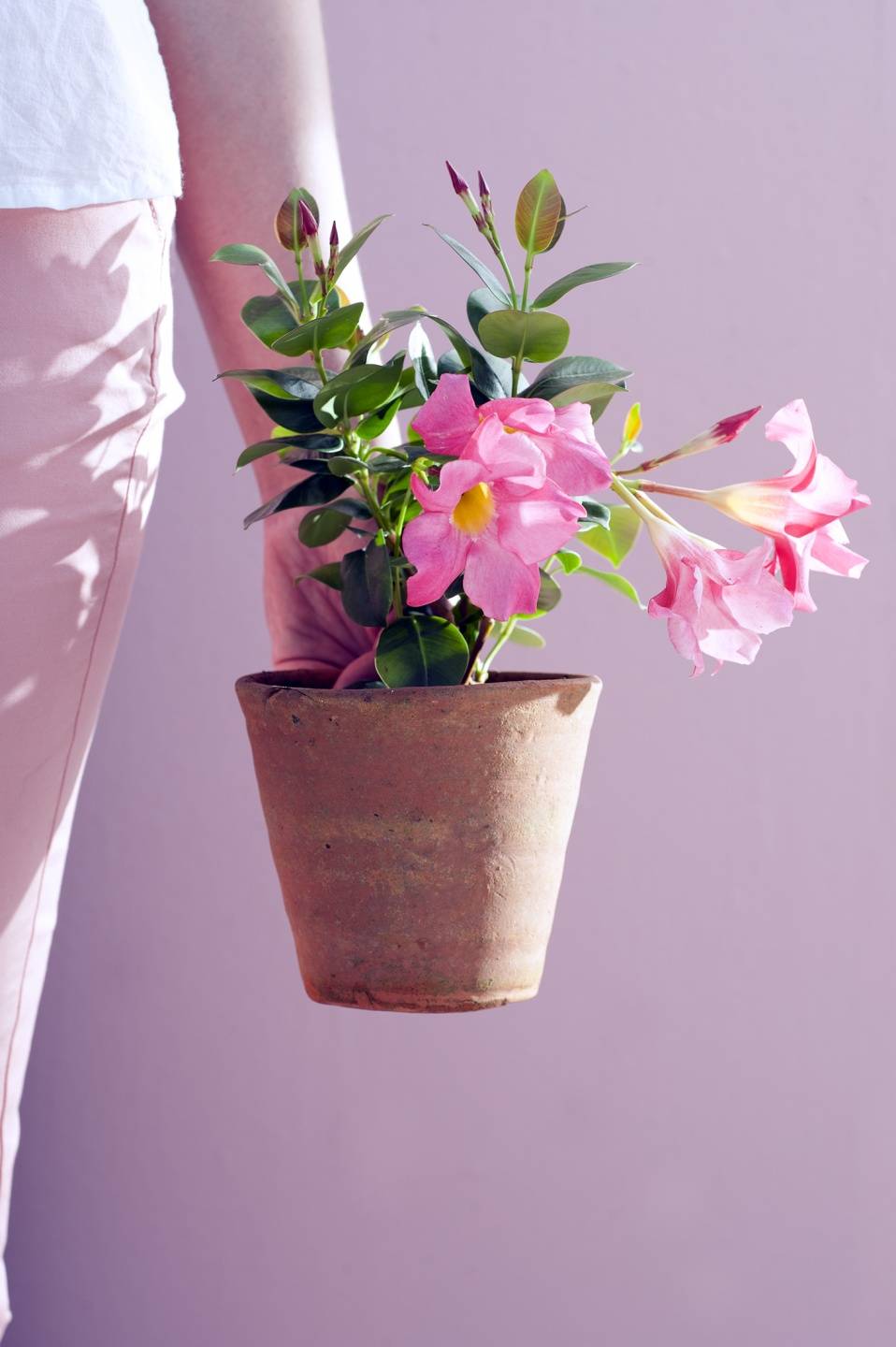 Mandevilla