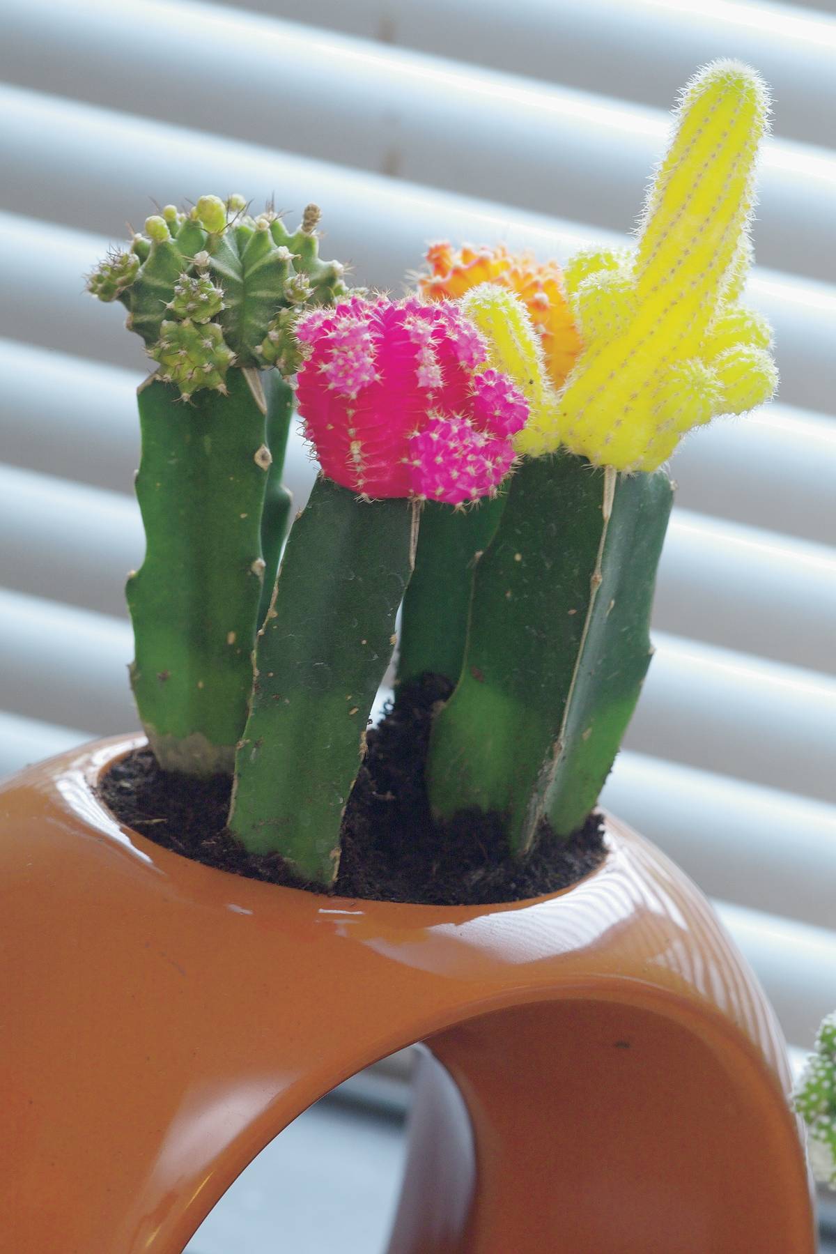 Met de verjaardagscactus is het altijd feest! - e3892049-7c49-47a7-b3b0-468535fa769a