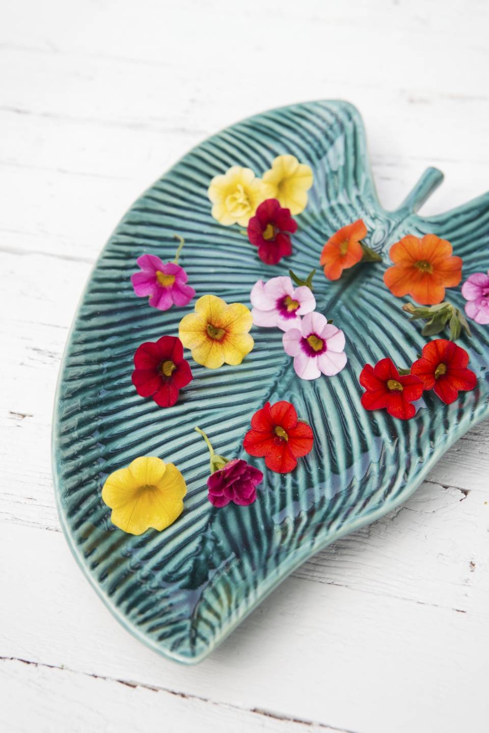 Mini-petunia