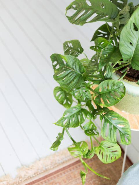 Monstera Monkey Leaf