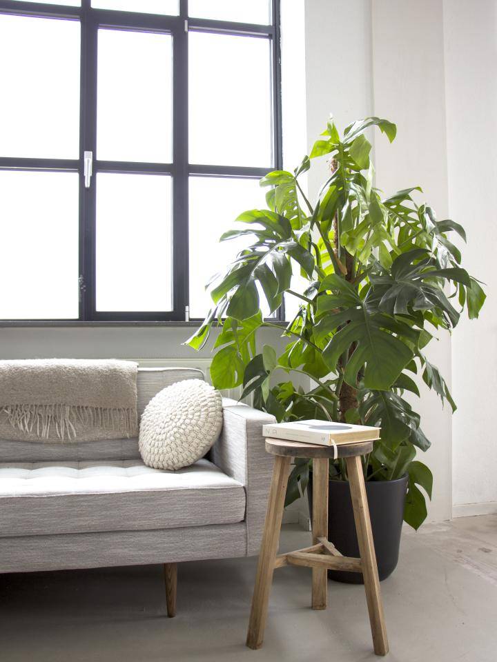 Monstera