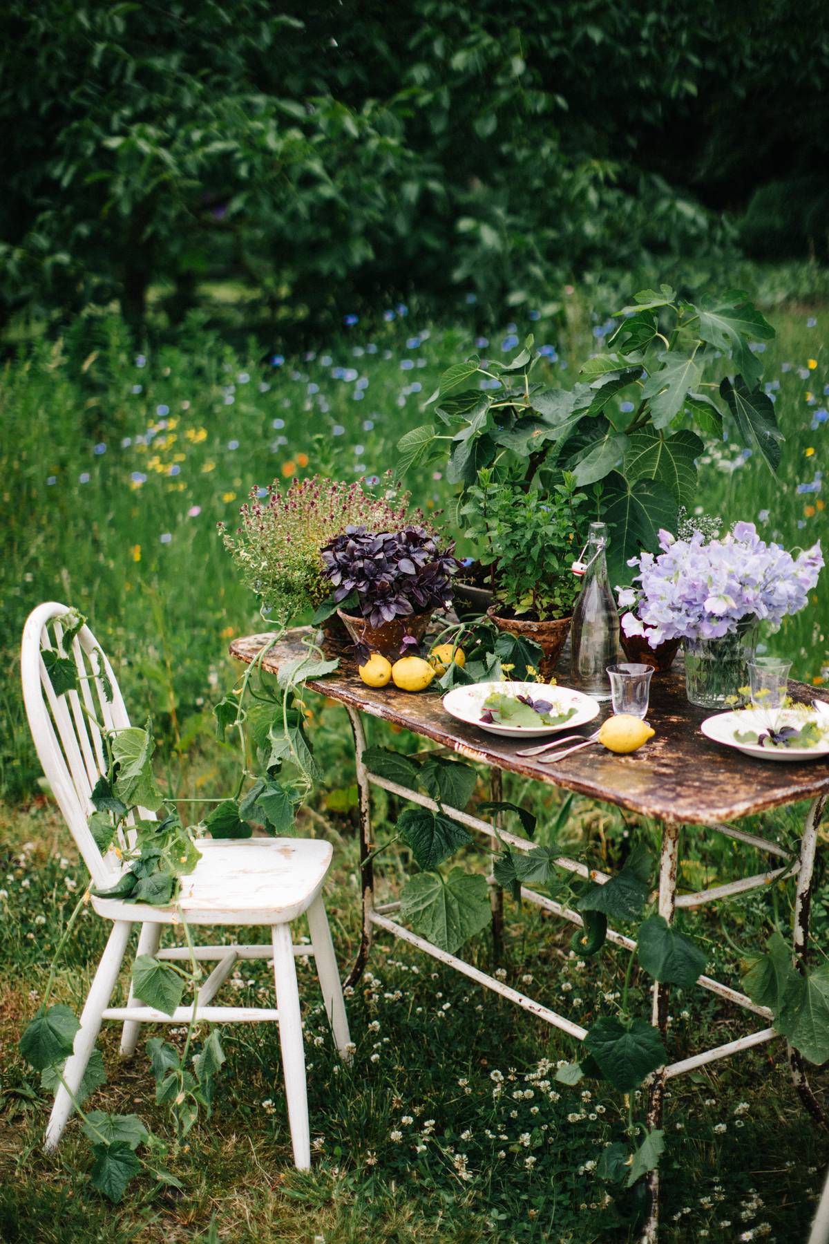 Zomer beeld tussen de planten Bloom