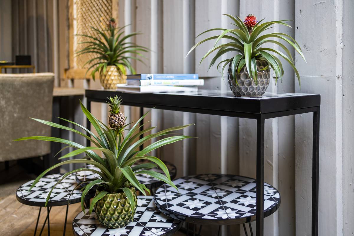 Twee bromelia met ananas op tafeltjes
