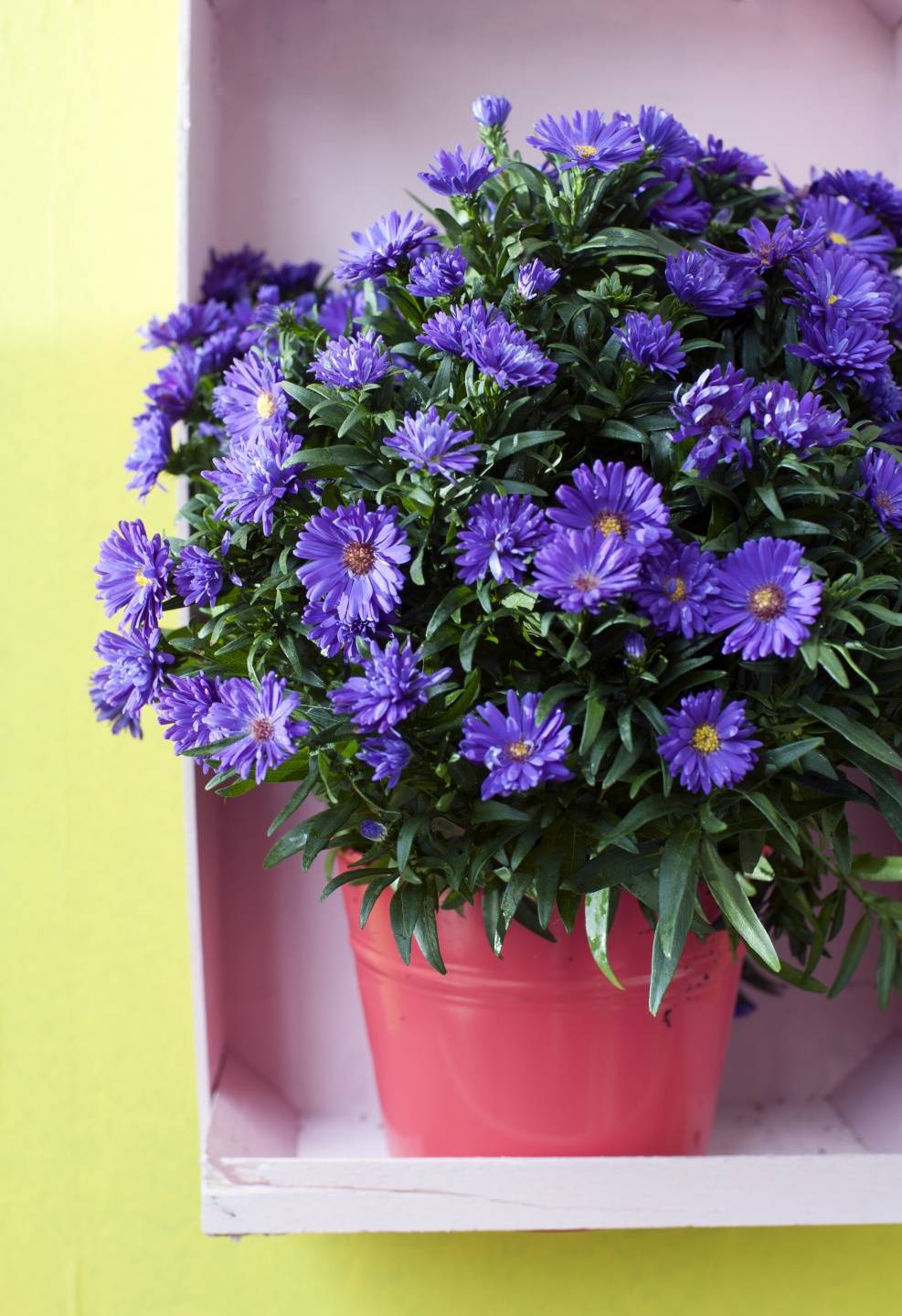 Paarse aster
