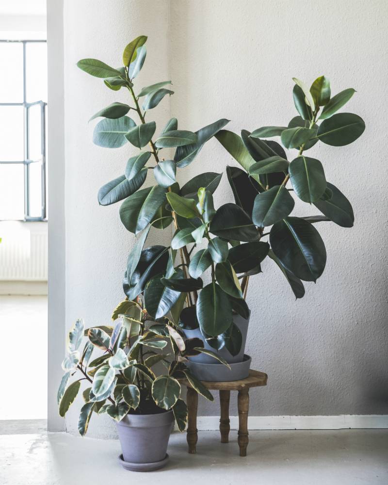 Rubberplant