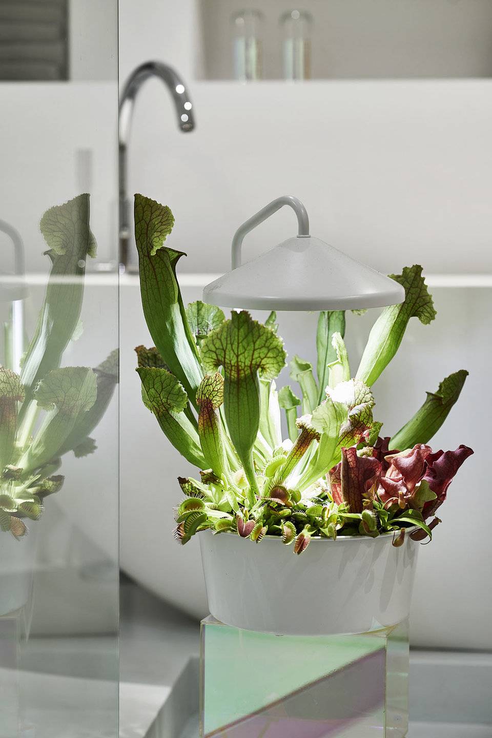 Sarracenia