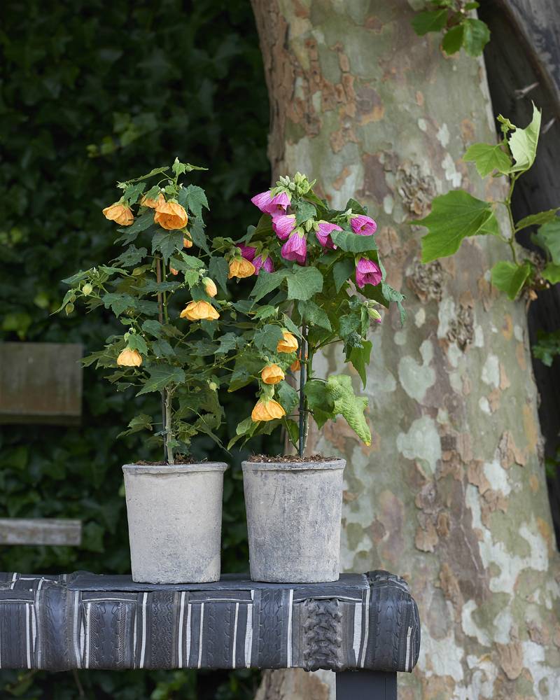 Abutilon