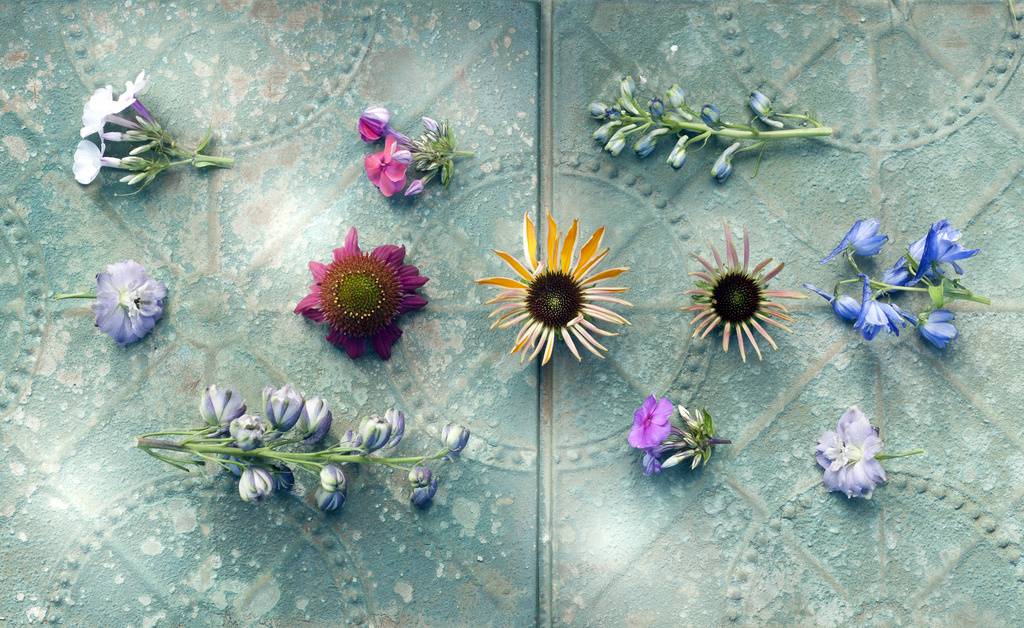Echinacea, phlox en delphinium