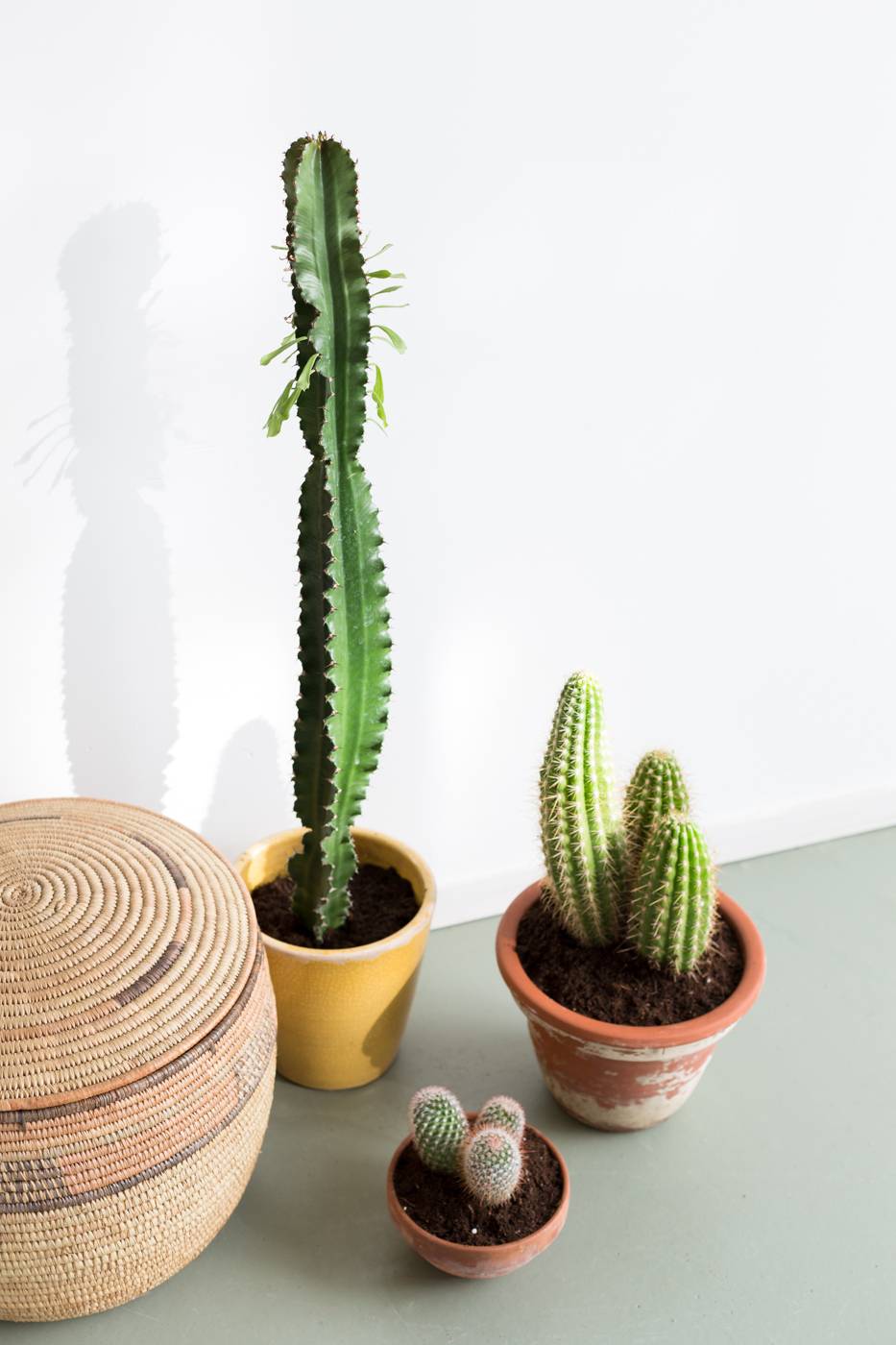 Cactus