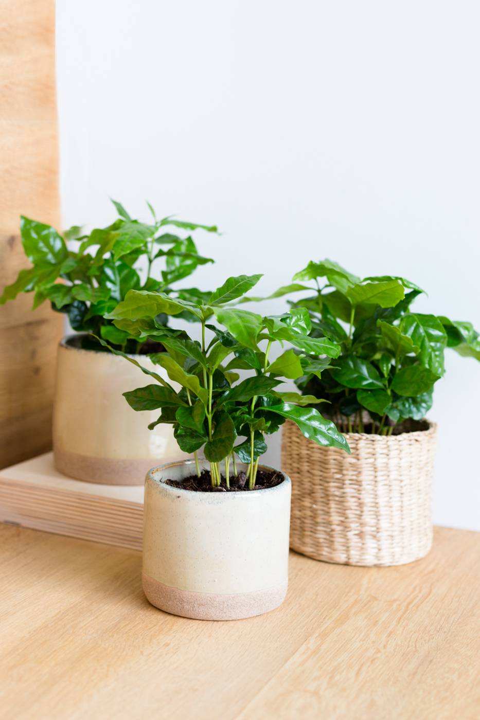 Coffea Arabica