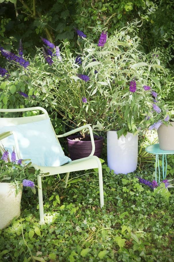 Groene tuin met vlinderstruik