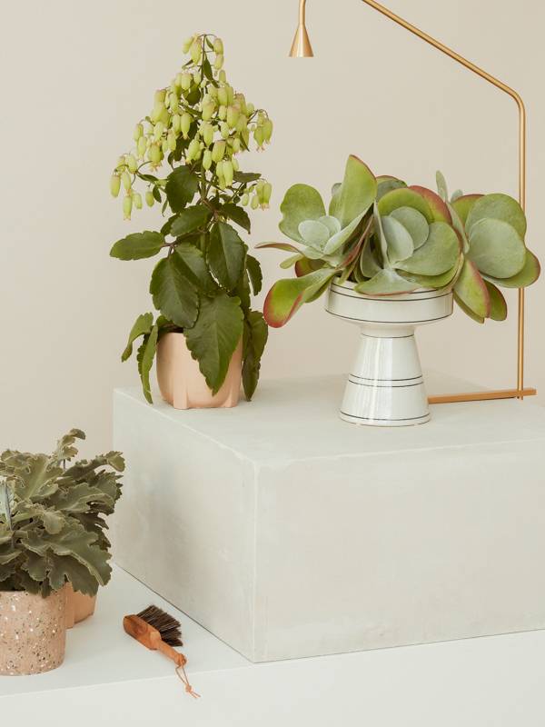 3 soorten kalanchoë