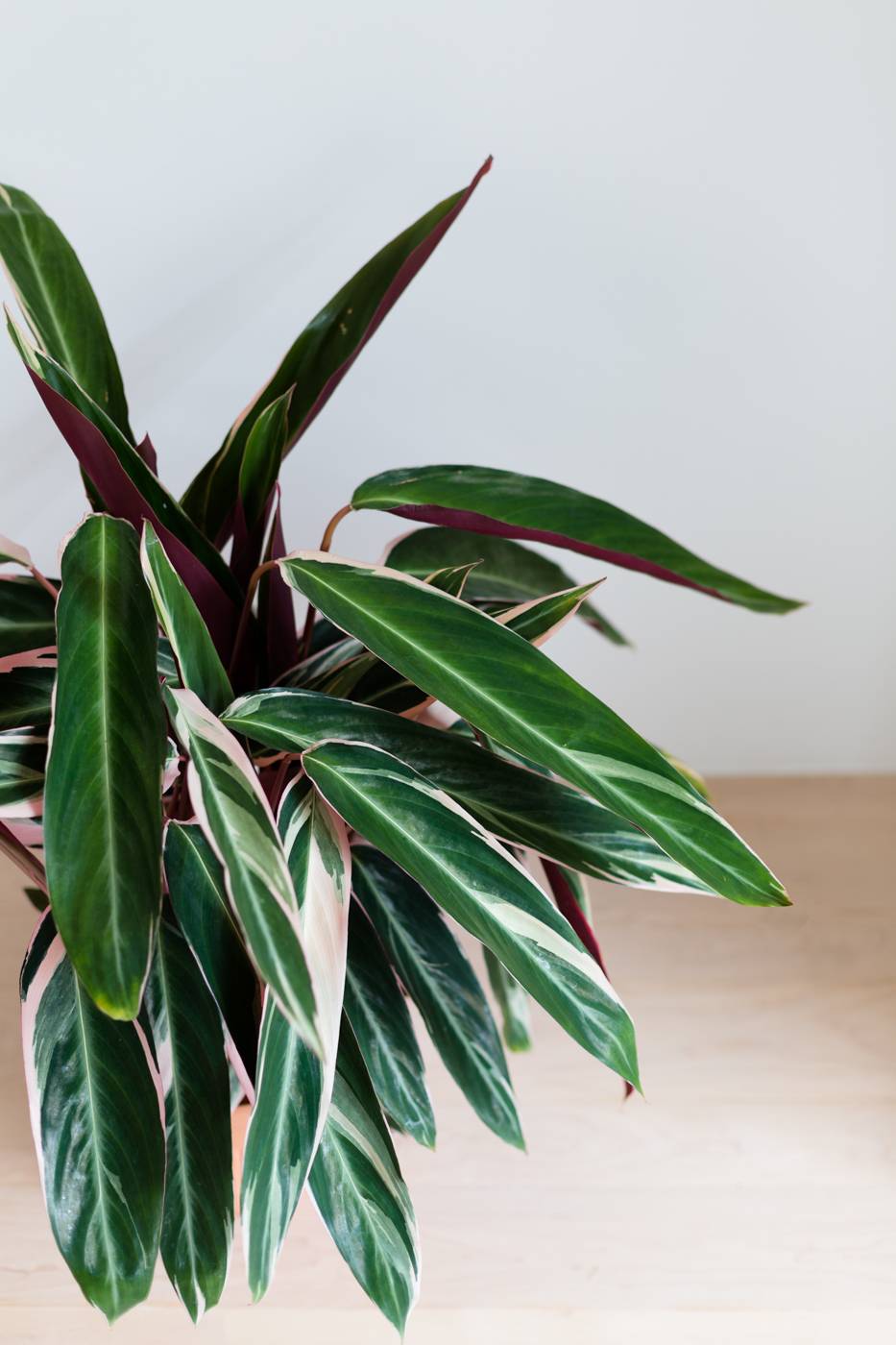 Calathea Triostar