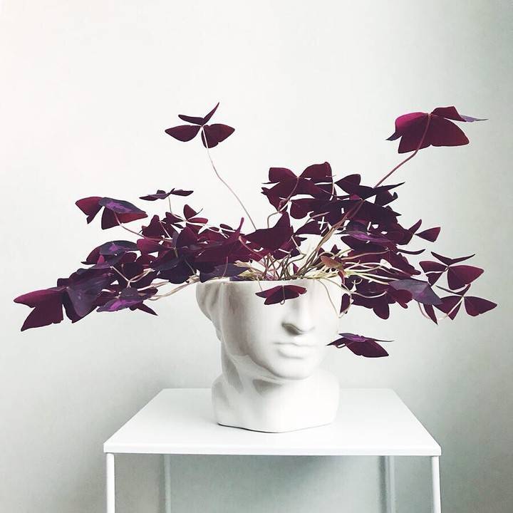 Oxalis Triangularis