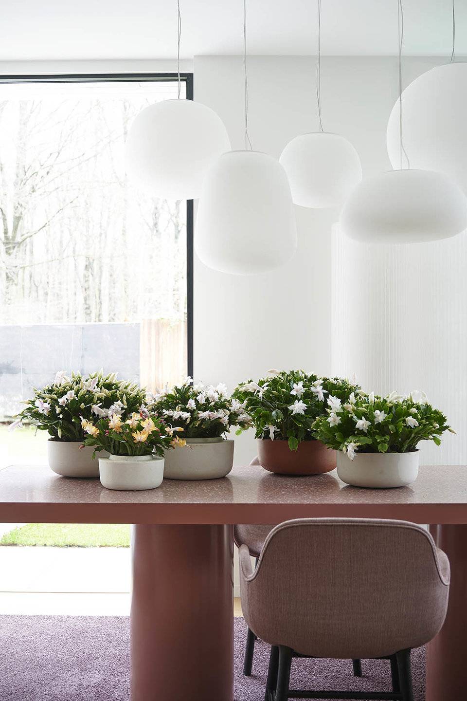 Kerstcactus