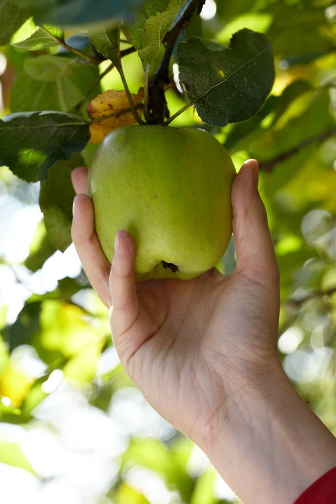 Fruitboom
