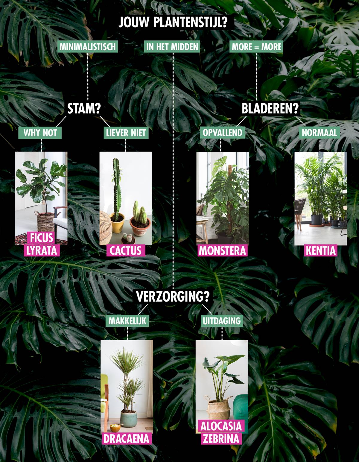Plantenmatch