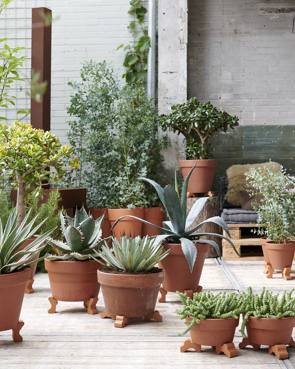 Groene planten in terracotta potten
