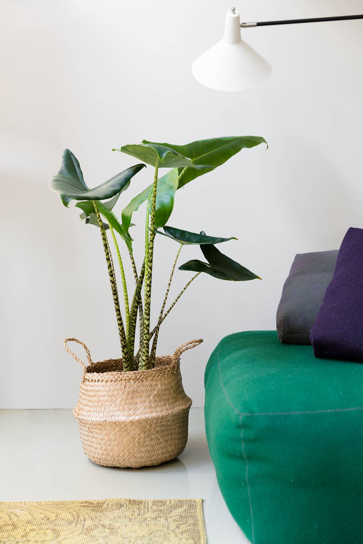 Alocasia Zebrina