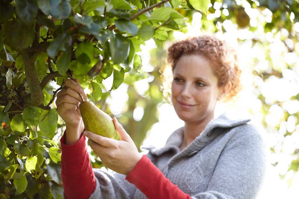 Fruitboom