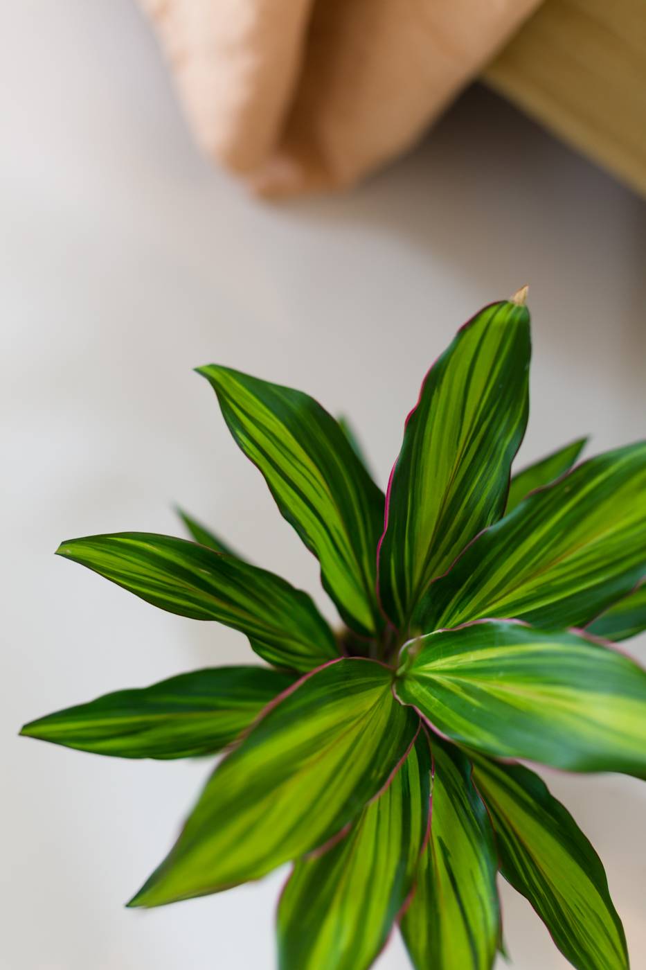 Cordyline Kiwi