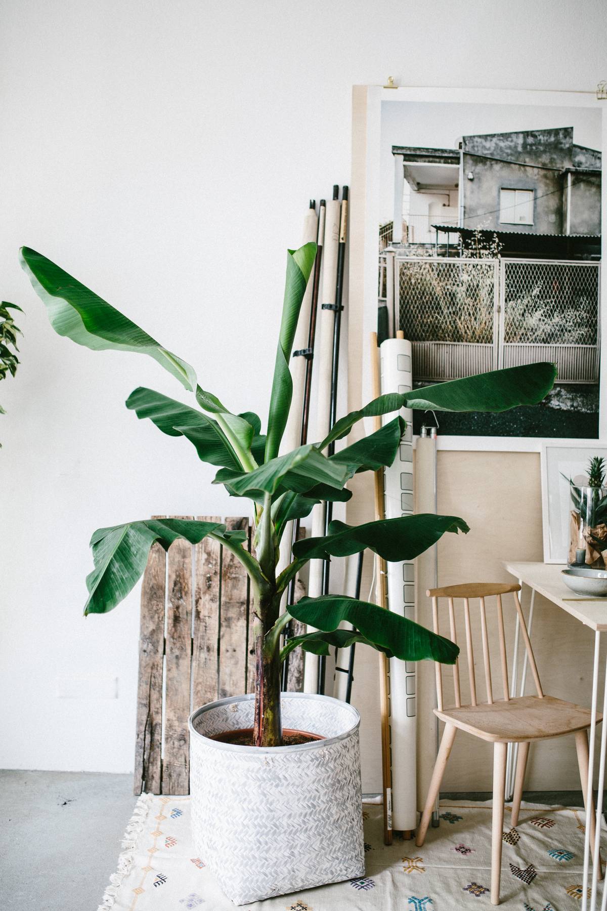Bananenplant in pot