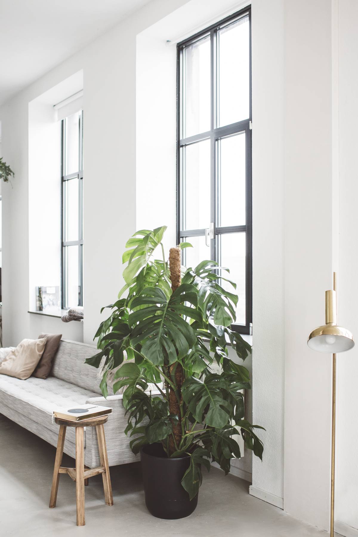Monstera