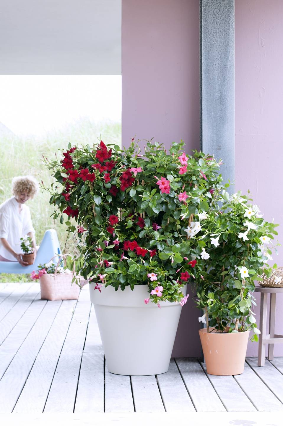 Mandevilla