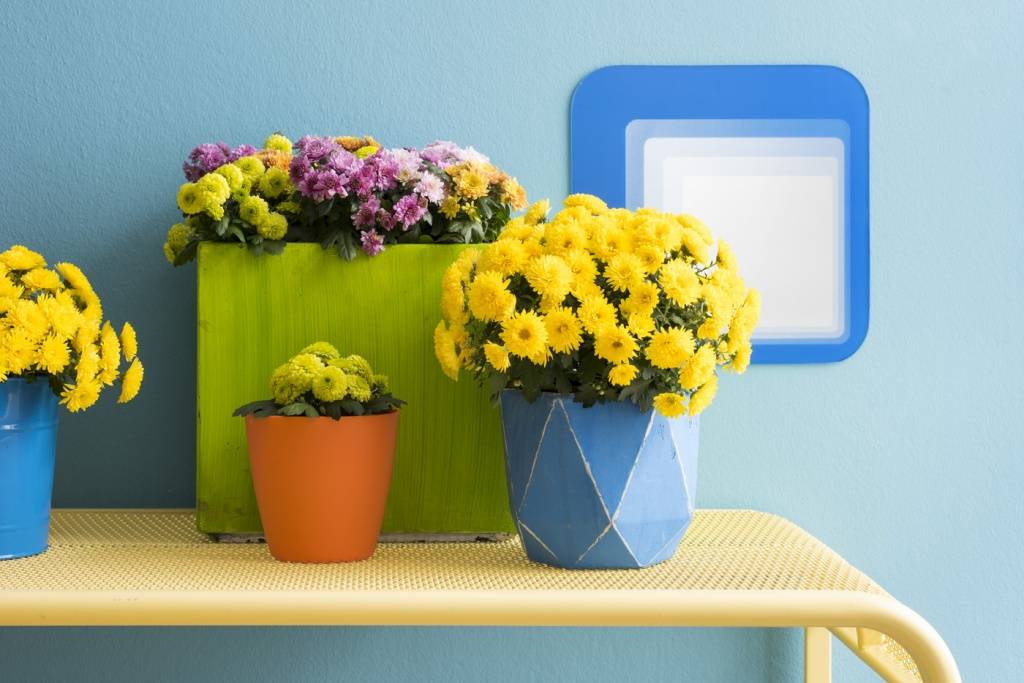 Bolchrysant