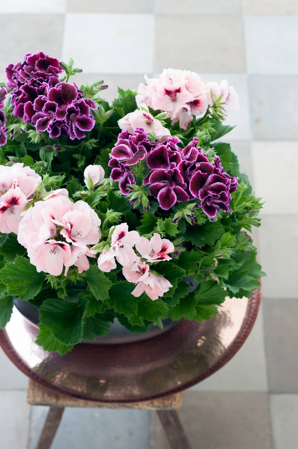 Franse geranium