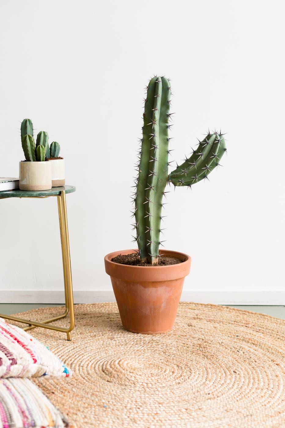 Myrtillocactus