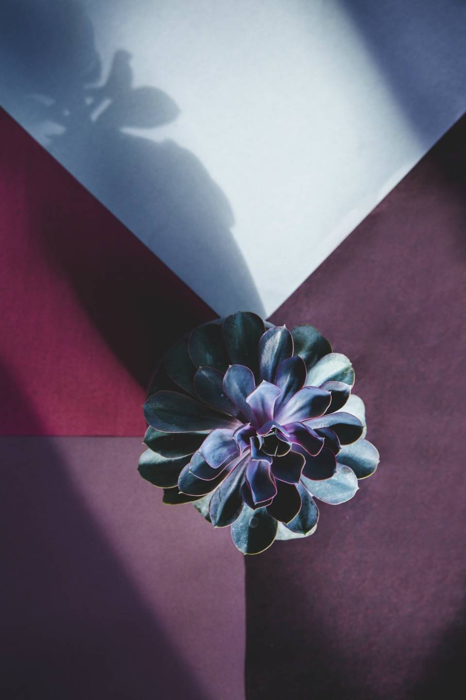 Echeveria