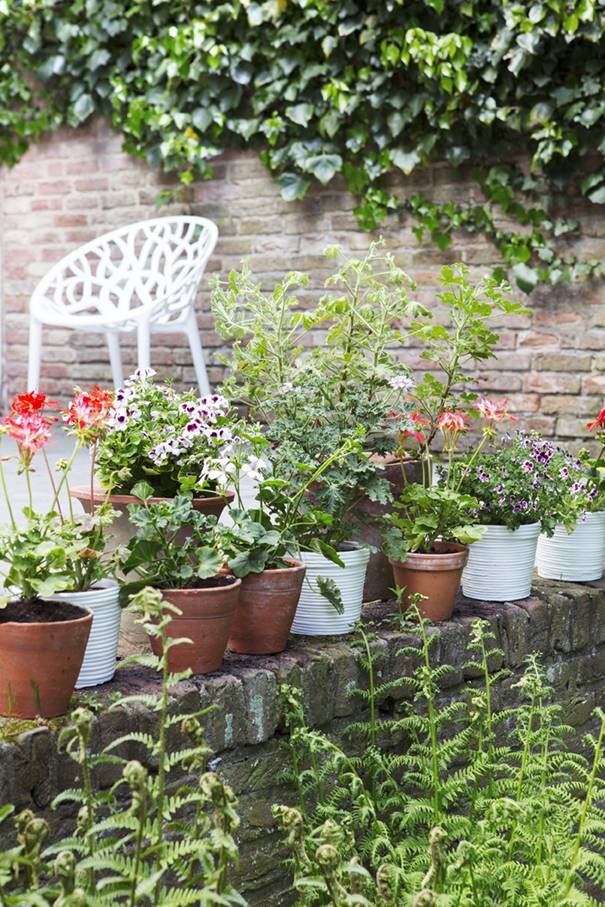 Bloeiende eenjarige planten in potten
