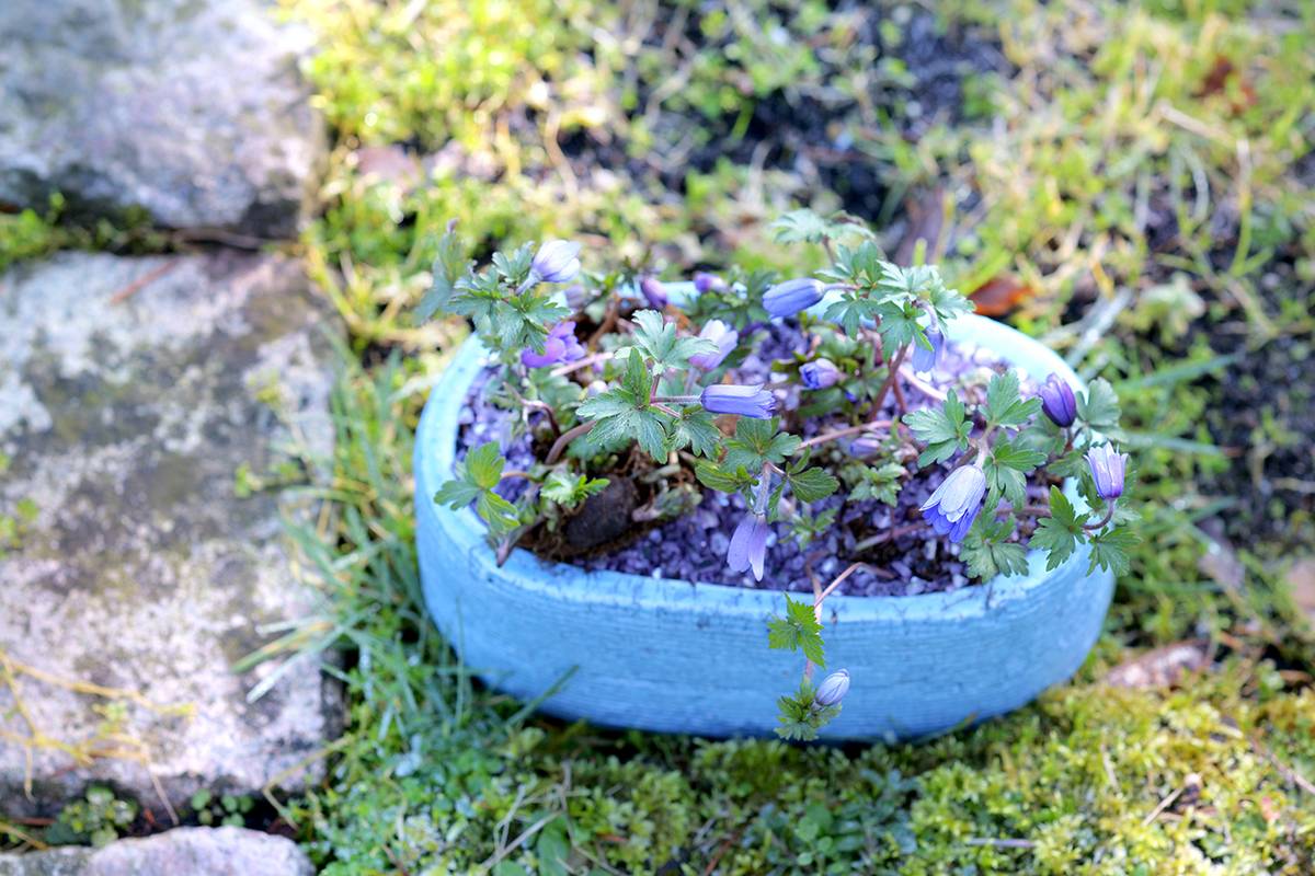 Blauwe anemonen