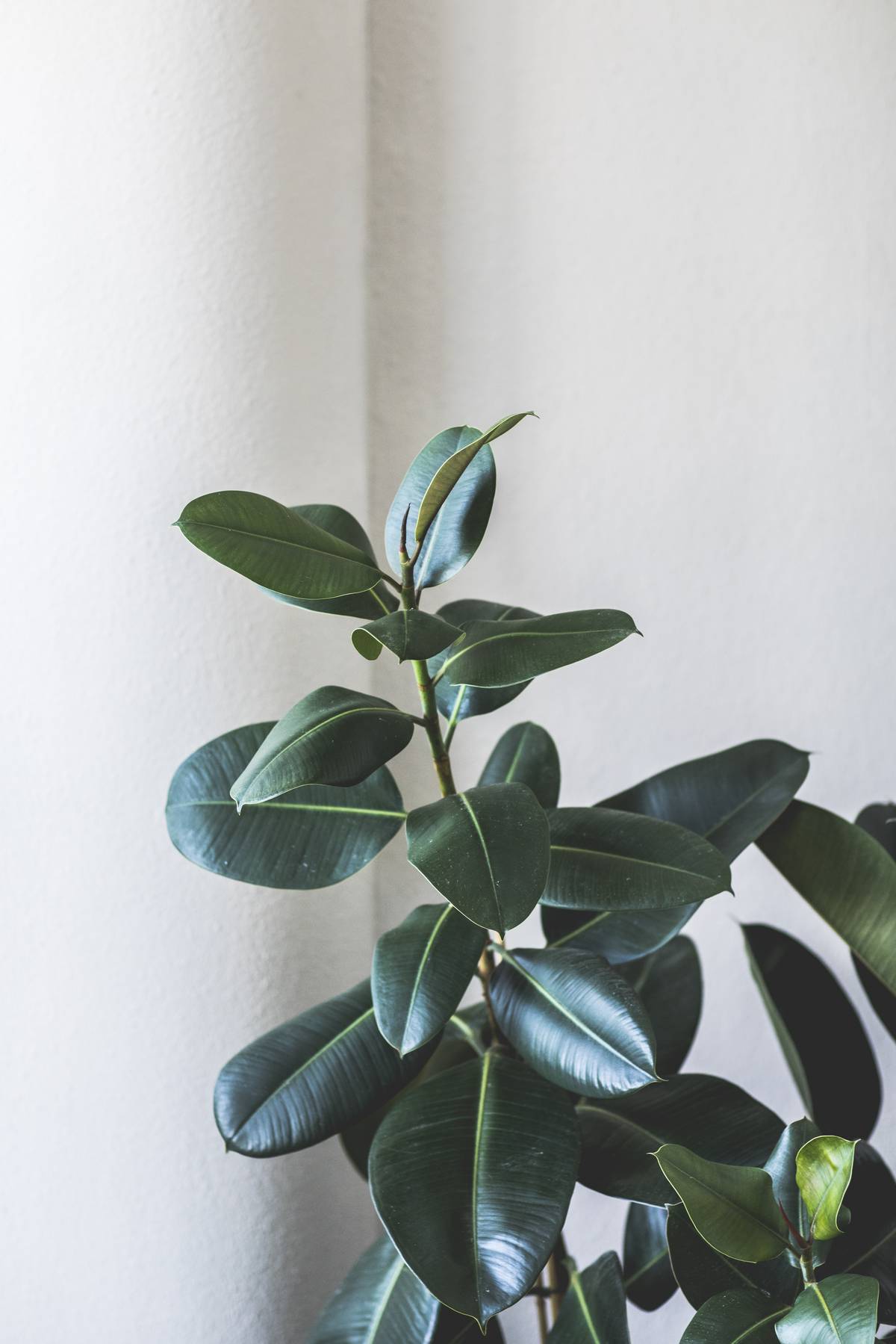 Ficus elastica