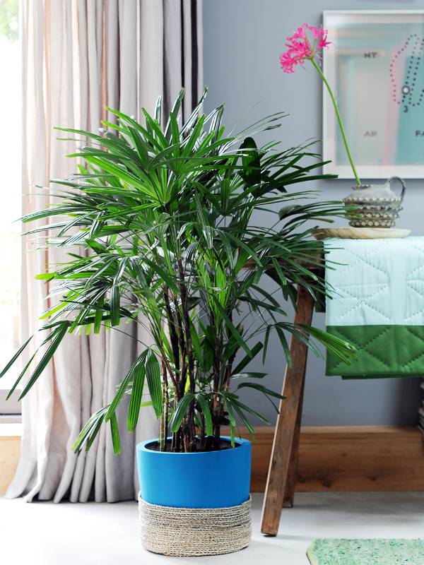 Rhapsis ladypalm