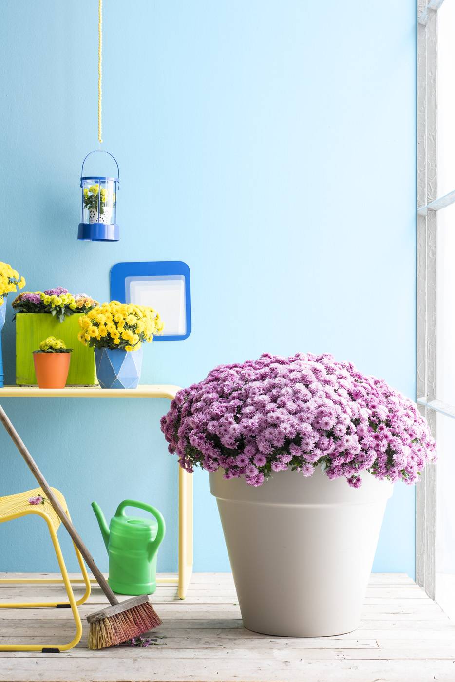 Bolchrysant