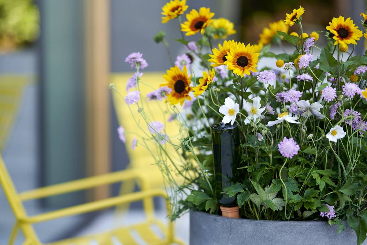 Vaste planten in een pot in de tuin