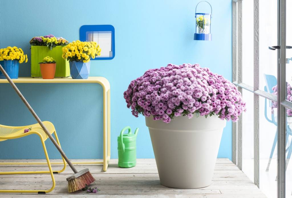 Bolchrysant