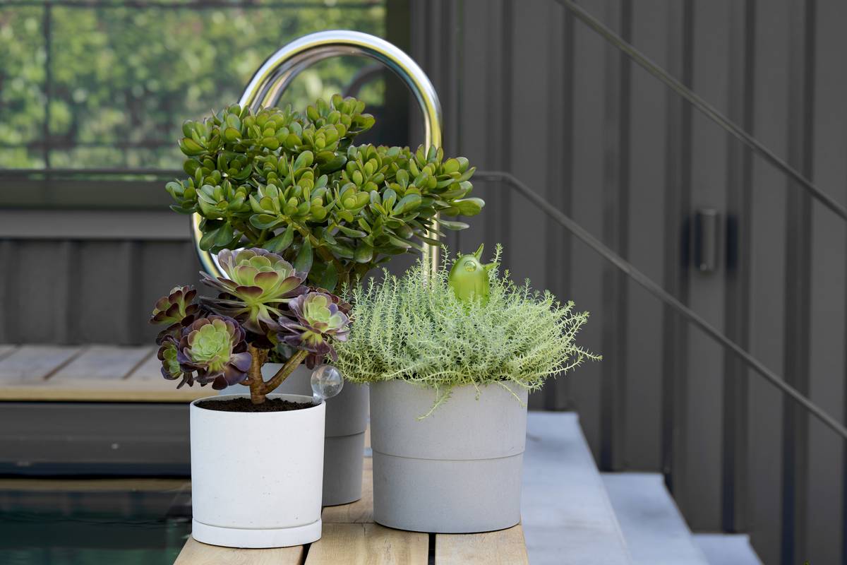 Heesters in pot