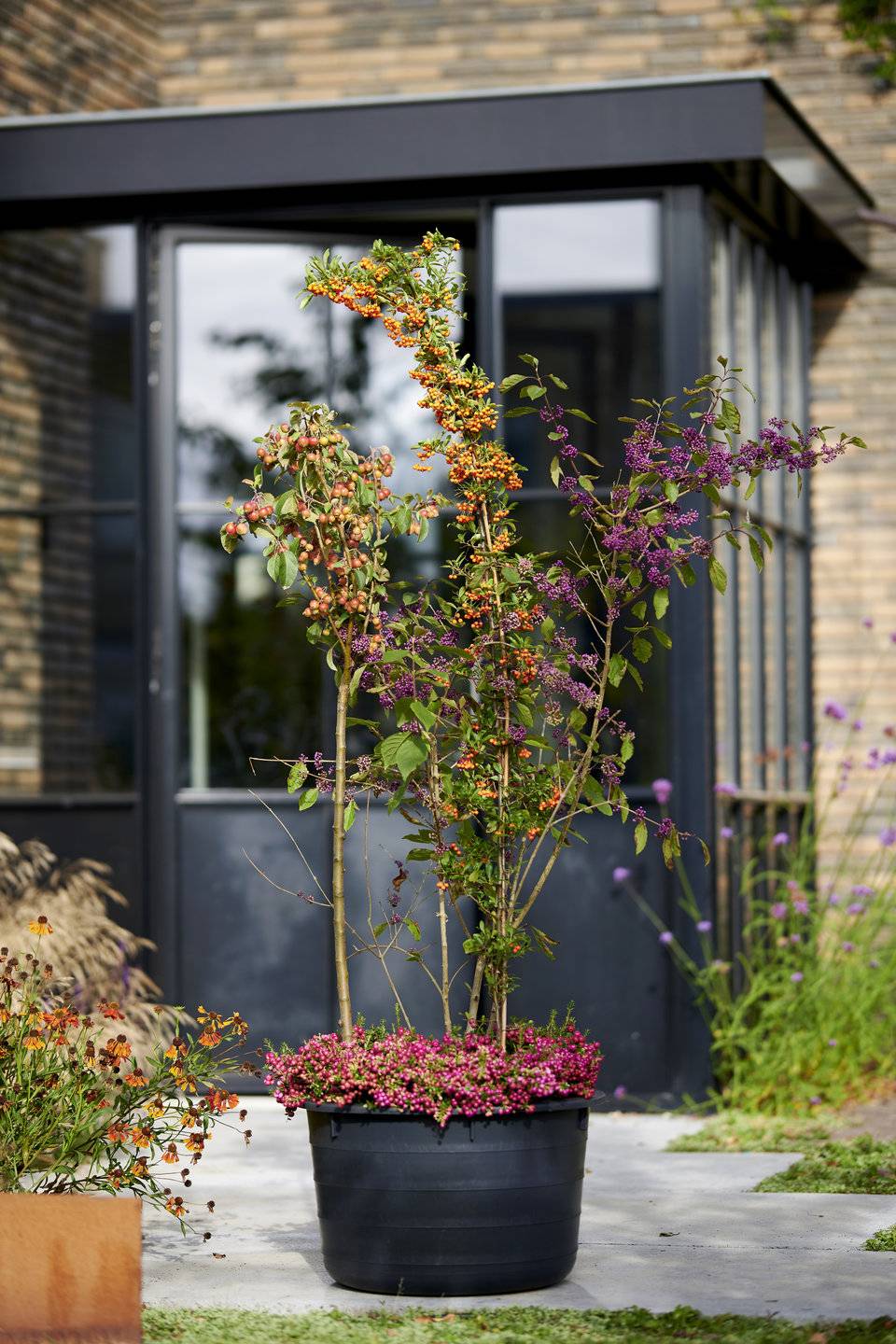 Plant in tuin