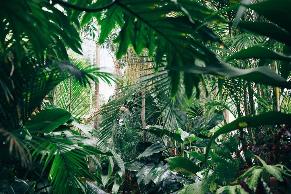 Jungle