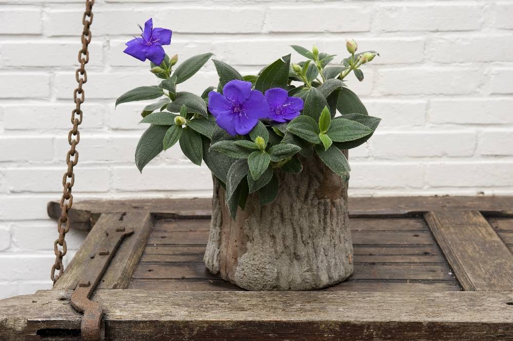 Tibouchina