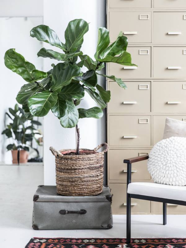 Ficus lyrata